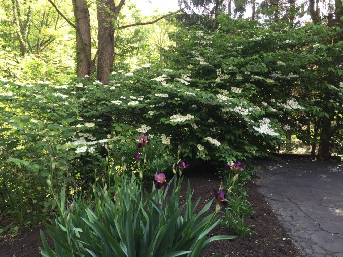 Chez Stewart Viburnum and Irises