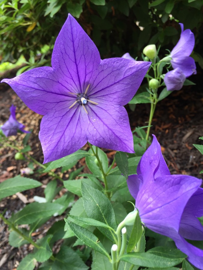 balloon flowers