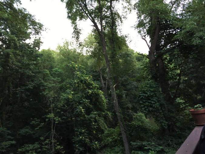 Jungle Casa Stewarti