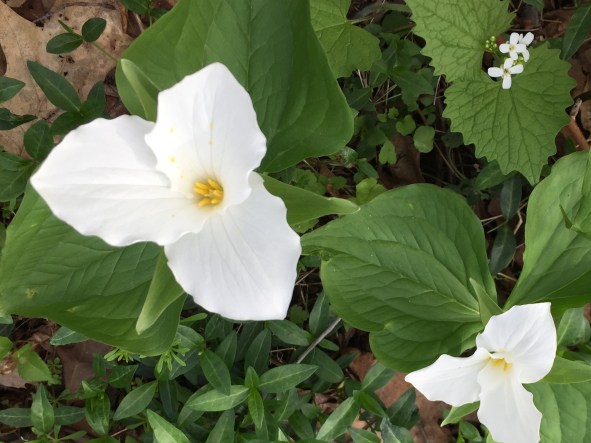 More trillium