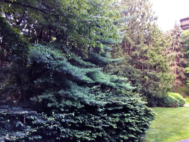 white pine and blue spruce