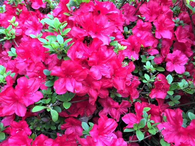 red azalea