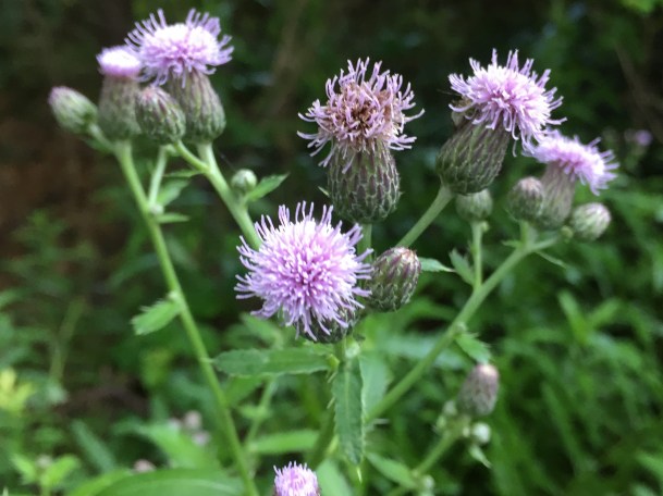 thistles