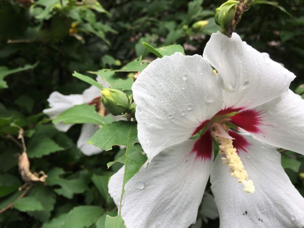 Rose of Sharon