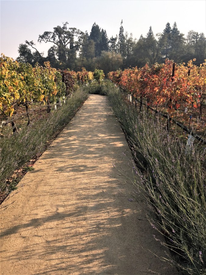 vineyard at Villagio