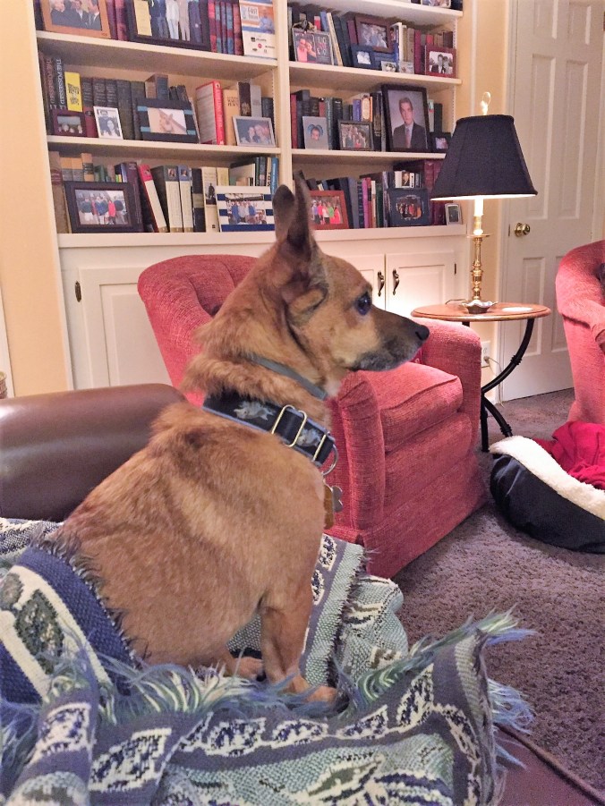 Rusty Watching the news