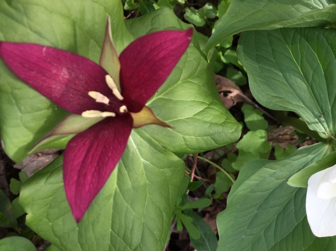 red trillium