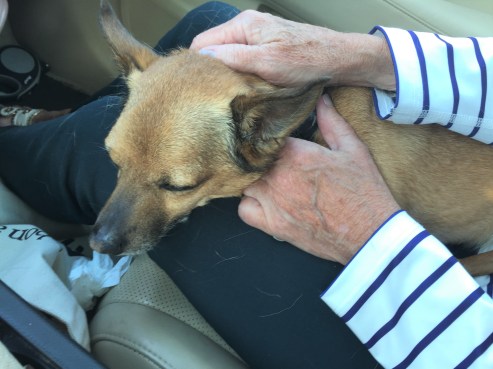 Happy dog driving home from the kennel with Beez