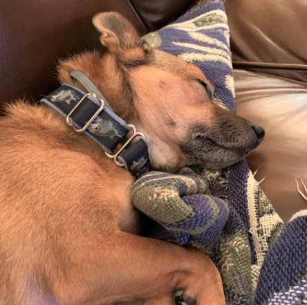 Gratuitous picture of dog