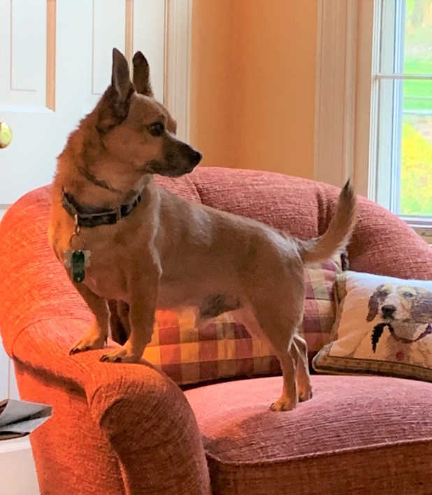 Rusty wondering if he can fill Max's paws (shoes)