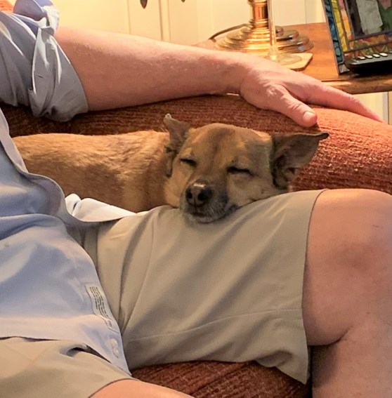 Rusty is a people dog