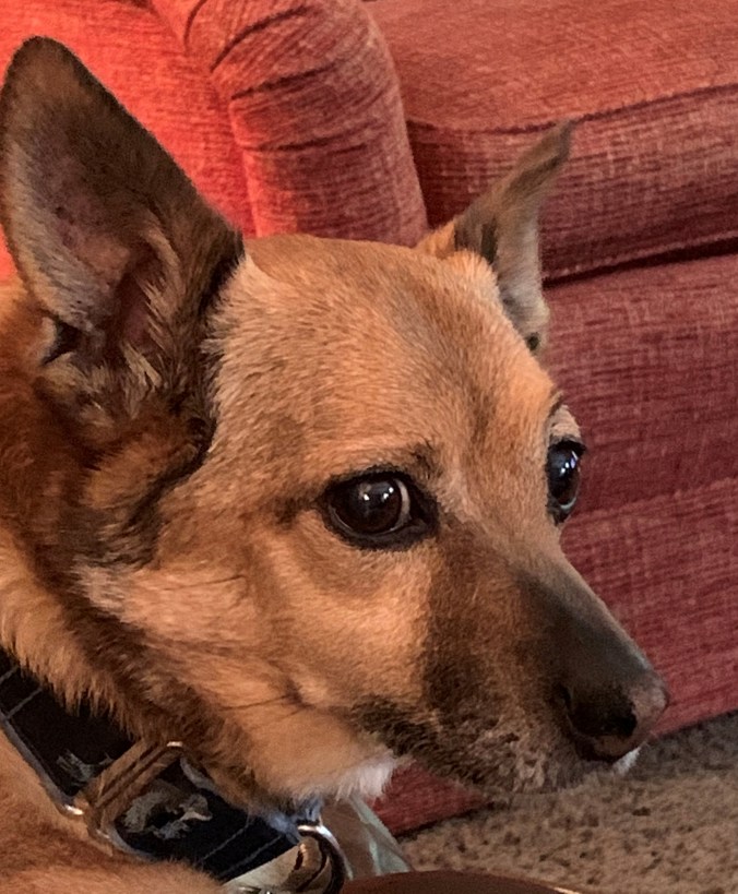 Fiercely Intelligent Rusty