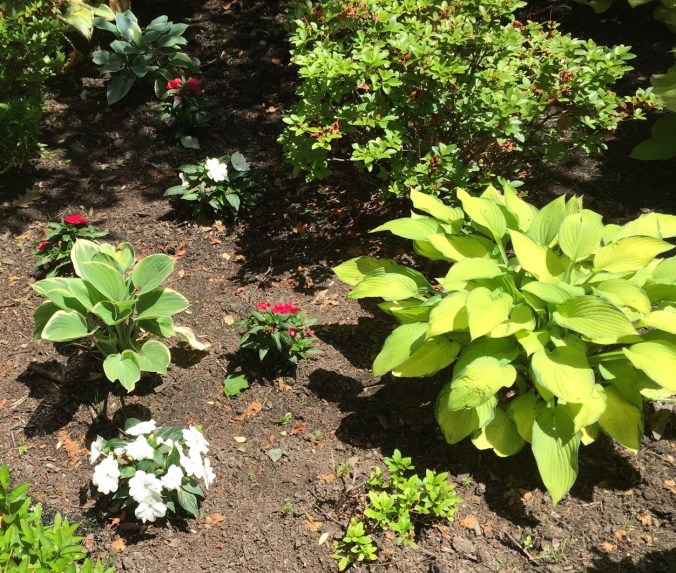 flowers and hosta (3)