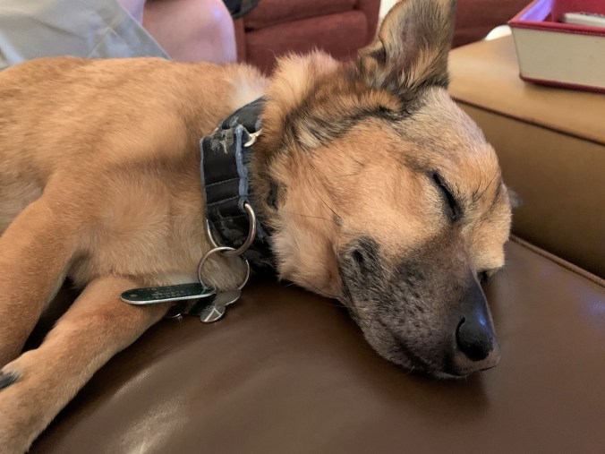 Rusty likes to sleep on leather